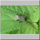 Pisaura mirabilis - Listspinne w01.jpg